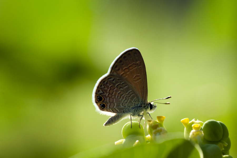 Selow by kendisan diego